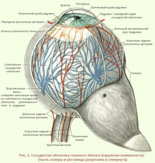 1.назовите функции аппарата глаза? 2.как устроено глазное яблоко?