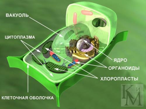 Общий план строения растительной клетки. основные черты растений как автотрофных организмов.