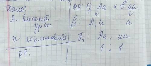 Убаклажанів ген високого росту домінує над геном карликового росту. які генотипи батьків ,якщо у нащ