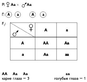 Какими могут быть дети, если их родители гетерозиготны?