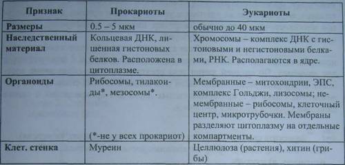 Сравнительная характеритика прокариотических и эукариотических клеток