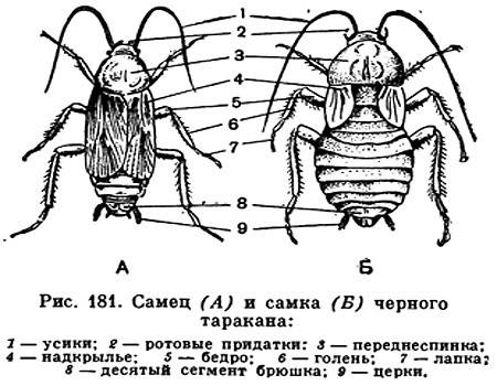 Лабораторная работа №5. тема: внешнее строение насекомого, цель: изучить внешнее строение насекомых