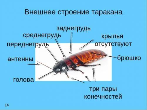 Лабораторная работа №5. тема: внешнее строение насекомого, цель: изучить внешнее строение насекомых