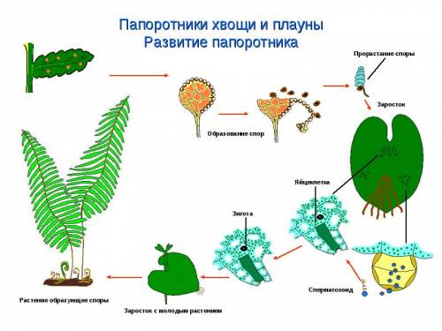 Мне нужно. опишите цикл развития папоротника.