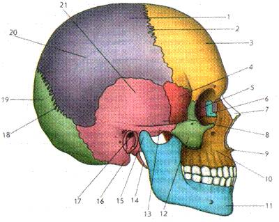 10 . перечислить 23 кости черепа и прикрепить картинку.
