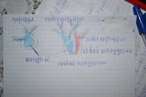 Рассмотрите рисунки.подпишите части сердца,обозначенные цифрами.выберите из списка животных,которым