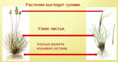 Как при к условиям жизни в степи разные травянистые растения? примеры.