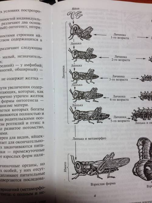 Какая последовательность стадий развития кузнечика?