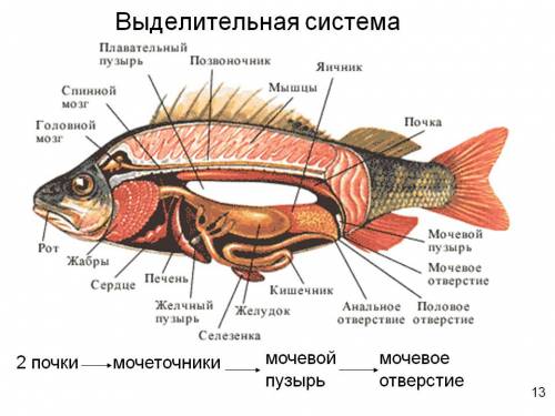 Выделительная и кровеносная система рыб рисунок