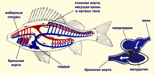 Выделительная и кровеносная система рыб рисунок