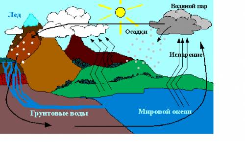 Нужна схема круговорота веществ в сообществе водоёма!