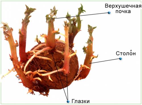 Почему клубень картофеля и луковица-видоизменённые побеги?