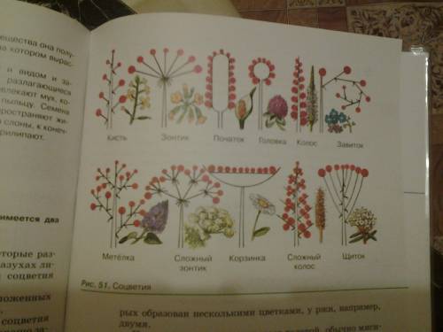 Выполните лабораторную работу соцветия(см.с.66 учебника) поалуйста просто учебника
