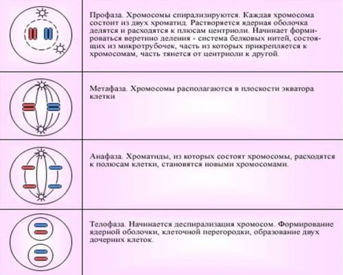 1)охарактеризуйте фазы митоза и краток расскажите, как происходит этот процесс. 2)сравнить митоз и м