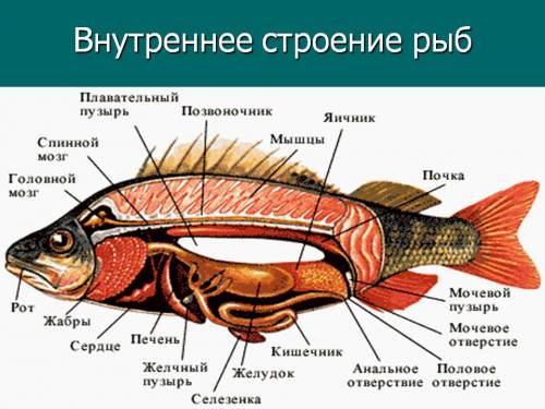 Запишите результаты и сделайте выводы к лабораторной работе внутреннее строение рыбы