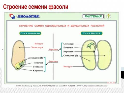 Из каких частей состоит семя: а) фасоли б) пшеницы в) миндаля г) лука д) ясеня е) частуха