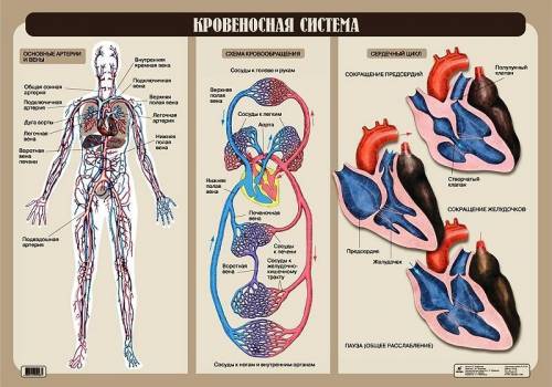 Надо : )) заранее вариант 1 а1. обмен веществ осуществляется через: 1) кровь 2) лимфу 3) тканевую жи