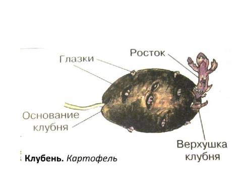 :з рассмотрите внешнее строение клубня картофеля.найдите углубления с почками(глазками),рубцы от лис