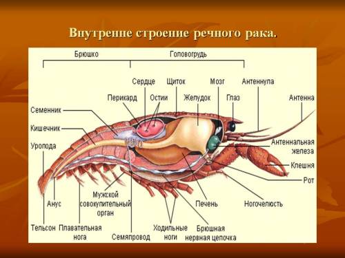 Расскажите о строение тела речного рака