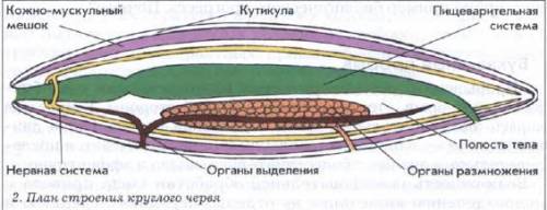 какая нервная система у плоских , круглых и кольчатых червей ?