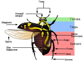 Найдите фотографию какого-либо насекомого или птицы. какие части тела насекомого являются рычагами?