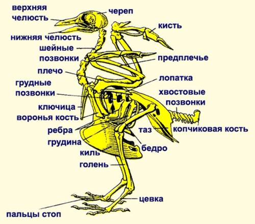 Слабораторной работой номер 9 ,тема строение скелета птицы