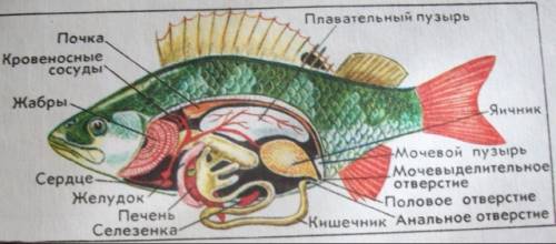 Перечислите системы внутренних органов рыбы и их значение .