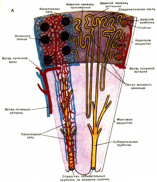 Рассмотрите схему мочевыделительной. рассмотрите схему мочевыделительной системы и опишите строение