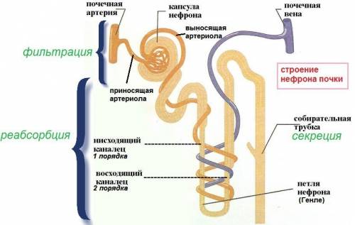 Рассмотрите схему мочевыделительной. рассмотрите схему мочевыделительной системы и опишите строение