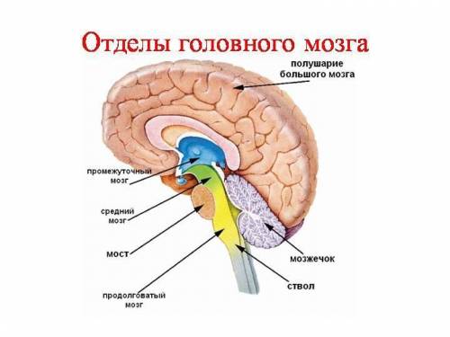 За что отвечает промежуточный мозг,средний,продолговатый?