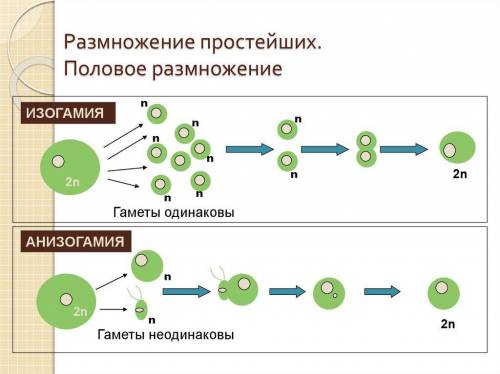 Как размножаются одноклеточные организмы?