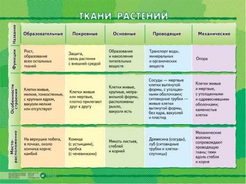 Со строением растения,из каких тканей можно чтоб кратко и понятно,в виде таблицы