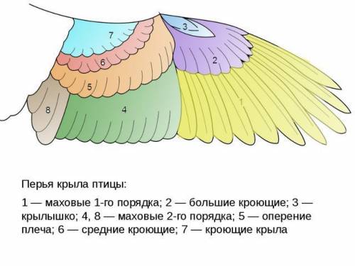 Опишите форму тела птицы и укажите, из каких отделов оно состоит. по каким признакам можно отличить