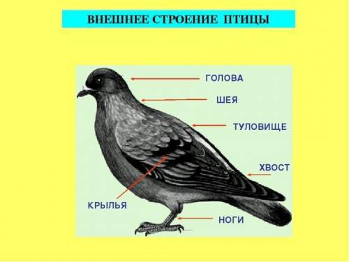 Опишите форму тела птицы и укажите, из каких отделов оно состоит. по каким признакам можно отличить