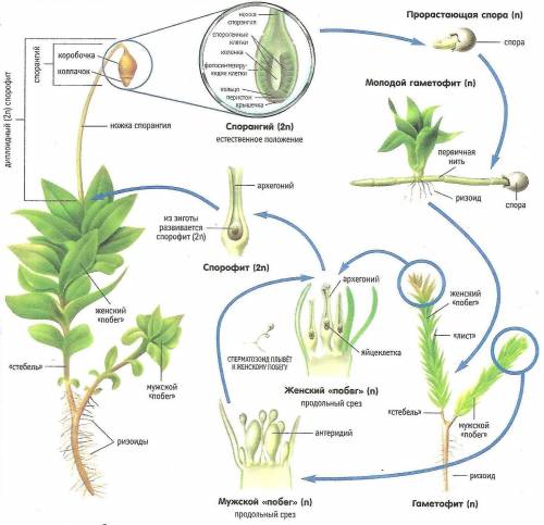 Где образаются споры у мхов и папоротников