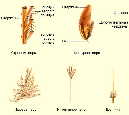 Исследуйте набор перьев.найдите контурное перо,изучите его строение,назовите основные части.с лупы р