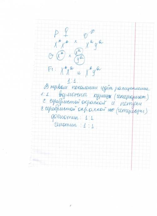 Простите , а кто сможет по биологии .. серебристую курицу из породы белый виандот скрестили с золоты