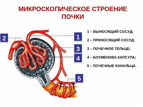 1.какие органы и системы органов участвуют в удалении из организма конечных продуктов жизнедеятельно