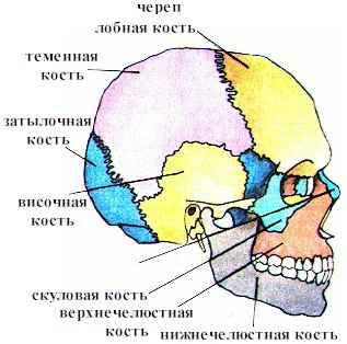 Из каких костей состоит скелет головы