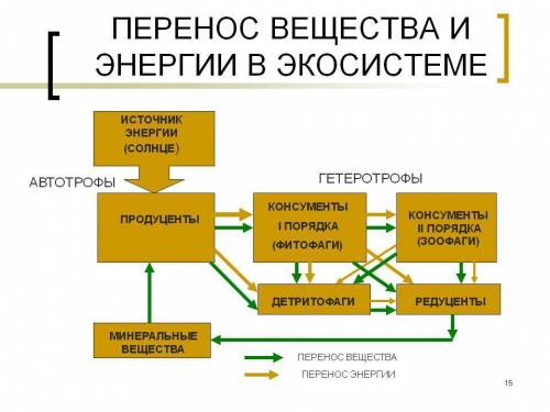 Участники круговорота веществ в природном сообществе производители примеры функции, потребители п