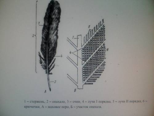 1. на які відділи поділяють тіло птахів. 2.яка будова пір я птахів. 3.які особливості будови скелета