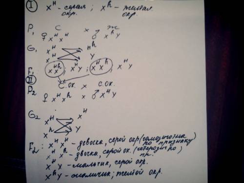 4.у дрозофилы рецессивный ген желтой окраски тела сцеплен с полом. в лаборатории получено потомство