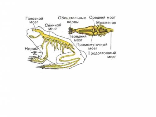 Подпишите отделы нервной системы позвоночного животного (лягушки).