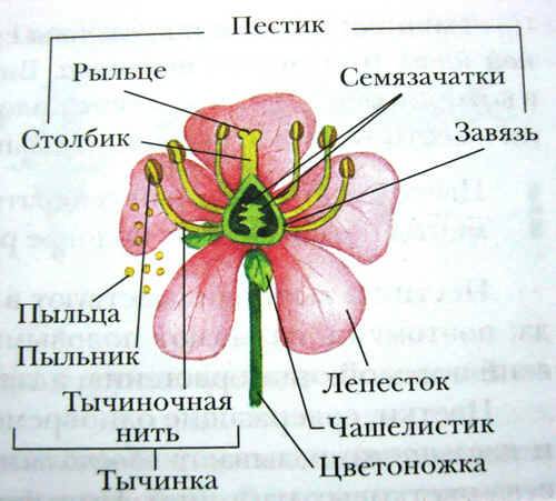 Строение стебля, передвижение по стеблю органических веществ, строение цветка