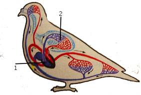 Малый и большой круги кровообращения у птиц