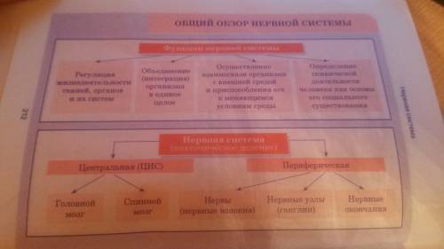 Структура и функция обводной центральной нервной системы? !