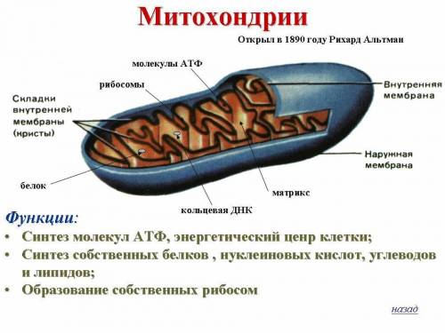 Что общего между митохондриями хлоропластами и эпс?