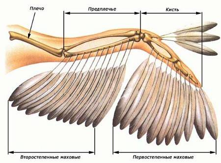 Строение контурного пера у птицы, желательно с рисунком)