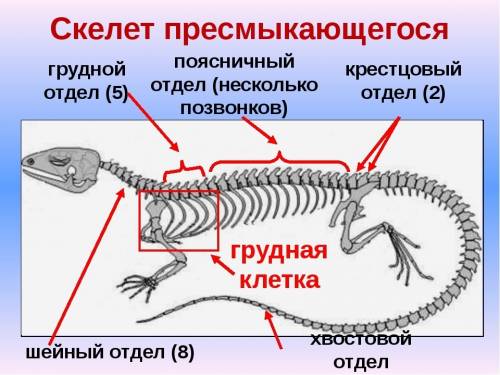 Какая опорно-двигательная система у пресмыкающихся?