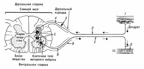 Рефлекторная дуга безусловного мочеиспускательного рефлекса как она выглядит картинку ,